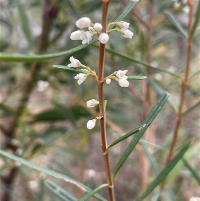 Logania albiflora (Narrow leaf Logania) at Bungonia, NSW - 11 Sep 2024 by JaneR