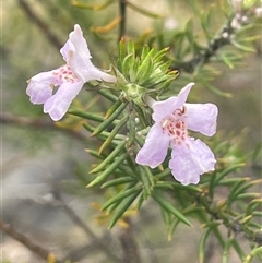 Westringia eremicola (Slender Western Rosemary) at Bungonia, NSW - 11 Sep 2024 by JaneR