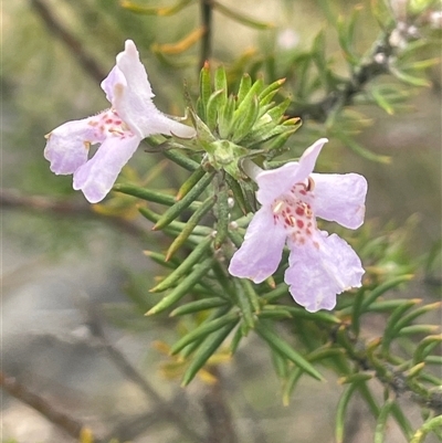 Westringia eremicola (Slender Western Rosemary) at Bungonia, NSW - 11 Sep 2024 by JaneR