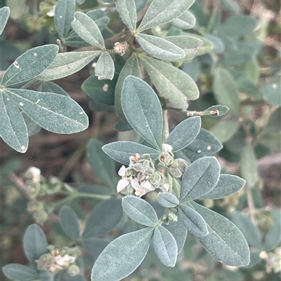 Zieria cytisoides (Downy Zieria) at Bungonia, NSW - 11 Sep 2024 by JaneR