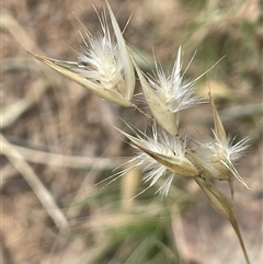 Rytidosperma (genus) (Wallaby Grass) at Bungonia, NSW - 11 Sep 2024 by JaneR