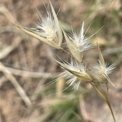 Rytidosperma sp. (Wallaby Grass) at Bungonia, NSW - 11 Sep 2024 by JaneR