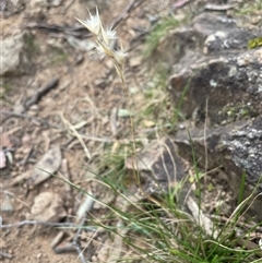 Rytidosperma sp. at Bungonia, NSW - 11 Sep 2024