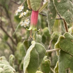 Correa reflexa (Common Correa, Native Fuchsia) at Bungonia, NSW - 11 Sep 2024 by JaneR