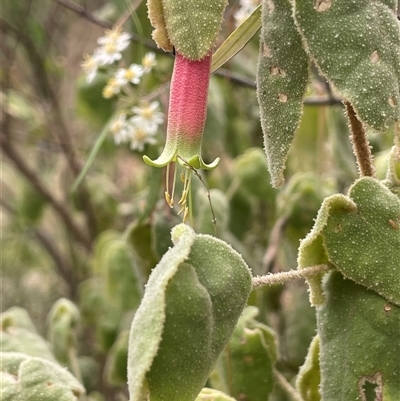 Correa reflexa (Common Correa, Native Fuchsia) at Bungonia, NSW - 11 Sep 2024 by JaneR