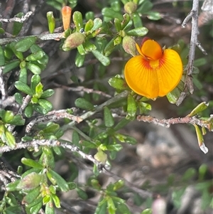 Pultenaea microphylla at Bungonia, NSW - 11 Sep 2024