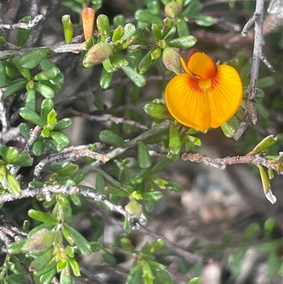 Pultenaea microphylla (Egg and Bacon Pea) at Bungonia, NSW - 11 Sep 2024 by JaneR