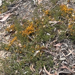 Pultenaea microphylla at Bungonia, NSW - 11 Sep 2024