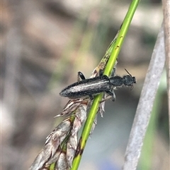 Egestria suturalis (Anthicid beetle) at Bungonia, NSW - 11 Sep 2024 by JaneR