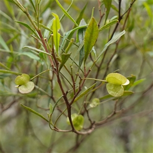 Dodonaea viscosa subsp. spatulata at Bungonia, NSW - 11 Sep 2024 12:02 PM