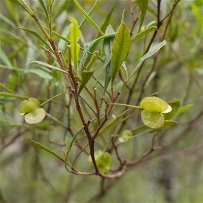 Dodonaea viscosa subsp. spatulata (Broad-leaved Hop Bush) at Bungonia, NSW - 11 Sep 2024 by RobG1