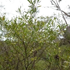 Dodonaea viscosa subsp. spatulata at Bungonia, NSW - 11 Sep 2024 12:02 PM