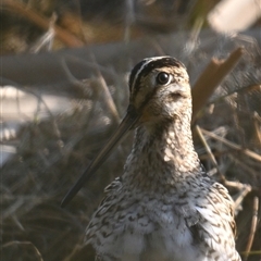 Gallinago hardwickii (Latham's Snipe) at Fyshwick, ACT - 10 Sep 2024 by davidcunninghamwildlife