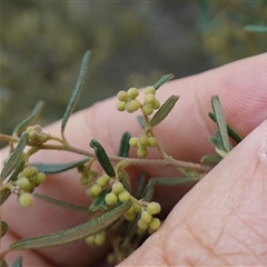 Pomaderris angustifolia at Bungonia, NSW - 11 Sep 2024