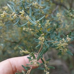 Pomaderris angustifolia at Bungonia, NSW - 11 Sep 2024