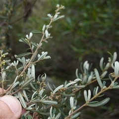 Pomaderris angustifolia at Bungonia, NSW - 11 Sep 2024