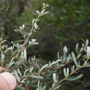 Pomaderris angustifolia at Bungonia, NSW - 11 Sep 2024