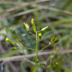 Senecio sp. - 1 Jan 1900 by RobG1