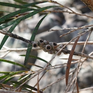 Callistemon sieberi at Bungonia, NSW - 11 Sep 2024