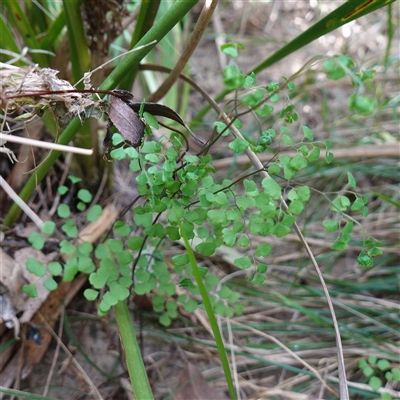 Adiantum aethiopicum (Common Maidenhair Fern) at Bungonia, NSW - 11 Sep 2024 by RobG1