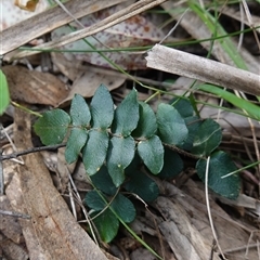 Pellaea calidirupium (Hot Rock Fern) at Bungonia, NSW - 11 Sep 2024 by RobG1