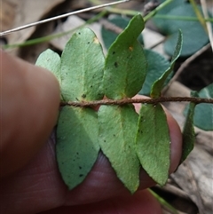 Pellaea calidirupium at Bungonia, NSW - 11 Sep 2024 01:06 PM