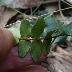 Pellaea calidirupium at Bungonia, NSW - 11 Sep 2024 01:06 PM