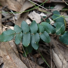 Pellaea calidirupium at Bungonia, NSW - 11 Sep 2024 01:06 PM