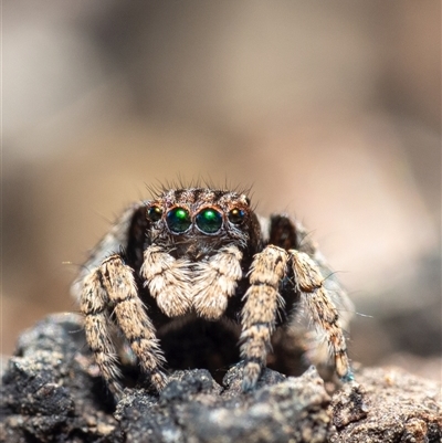 Maratus vespertilio (Bat-like peacock spider) at Yass, NSW - 12 Sep 2024 by amiessmacro