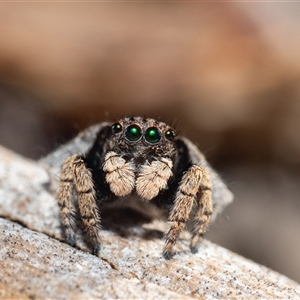 Maratus vespertilio at Yass, NSW - suppressed