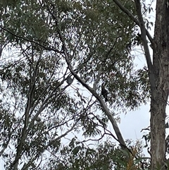 Callocephalon fimbriatum (Gang-gang Cockatoo) at Greenleigh, NSW - 12 Sep 2024 by Dixie