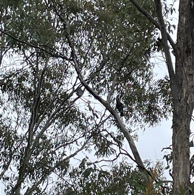 Callocephalon fimbriatum (Gang-gang Cockatoo) at Greenleigh, NSW - 12 Sep 2024 by Dixie