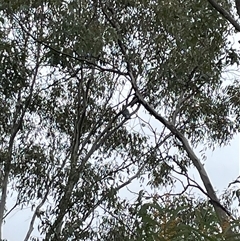 Callocephalon fimbriatum at Greenleigh, NSW - 12 Sep 2024