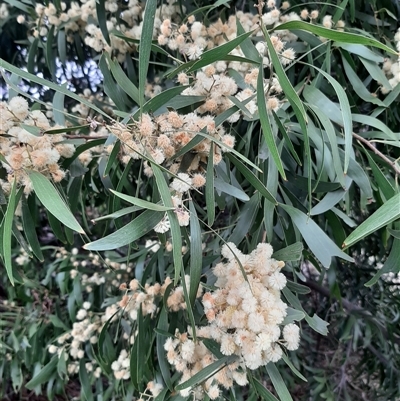 Acacia melanoxylon (Blackwood) at Goulburn, NSW - 12 Sep 2024 by NathanLandcare