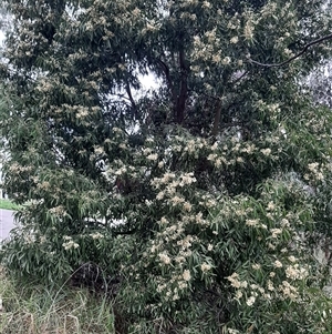 Acacia melanoxylon at Goulburn, NSW - 12 Sep 2024 11:24 AM
