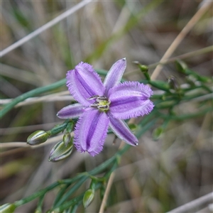 Thysanotus patersonii at Bungonia, NSW - 11 Sep 2024