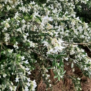 Chamaecytisus palmensis at Goulburn, NSW - 12 Sep 2024