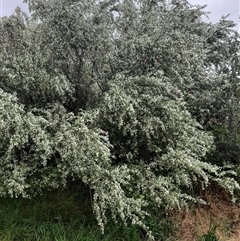 Chamaecytisus palmensis at Goulburn, NSW - 12 Sep 2024