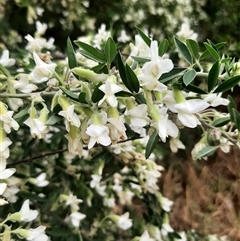 Chamaecytisus palmensis at Goulburn, NSW - 12 Sep 2024