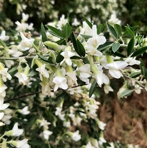 Chamaecytisus palmensis at Goulburn, NSW - 12 Sep 2024