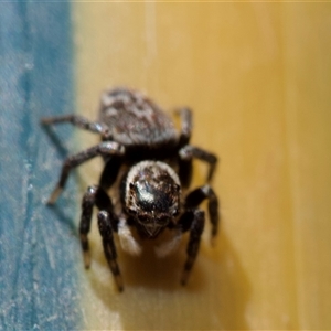 Maratus griseus at Murrumbateman, NSW - suppressed