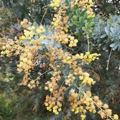 Acacia baileyana (Cootamundra Wattle, Golden Mimosa) at Goulburn, NSW - 12 Sep 2024 by NathanLandcare