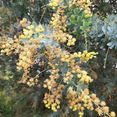 Acacia baileyana (Cootamundra Wattle, Golden Mimosa) at Goulburn, NSW - 12 Sep 2024 by NathanLandcare