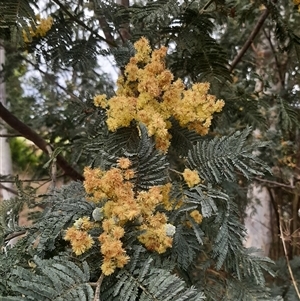 Acacia dealbata subsp. dealbata at Goulburn, NSW - 12 Sep 2024