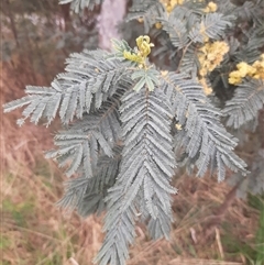 Acacia dealbata subsp. dealbata at Goulburn, NSW - 12 Sep 2024