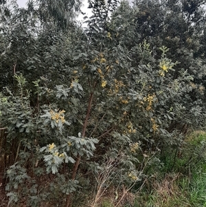 Acacia dealbata subsp. dealbata at Goulburn, NSW - 12 Sep 2024