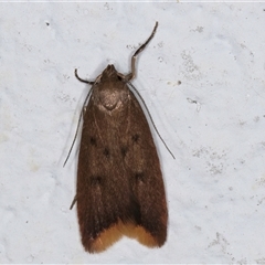 Tachystola acroxantha (A Concealer moth) at Melba, ACT - 11 Sep 2024 by kasiaaus