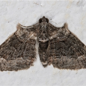 Phrissogonus laticostata at Evatt, ACT - 11 Sep 2024