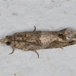 Crocidosema plebejana at Evatt, ACT - 11 Sep 2024 10:37 PM