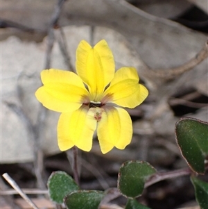 Goodenia hederacea subsp. hederacea at Bungonia, NSW - 11 Sep 2024 01:55 PM